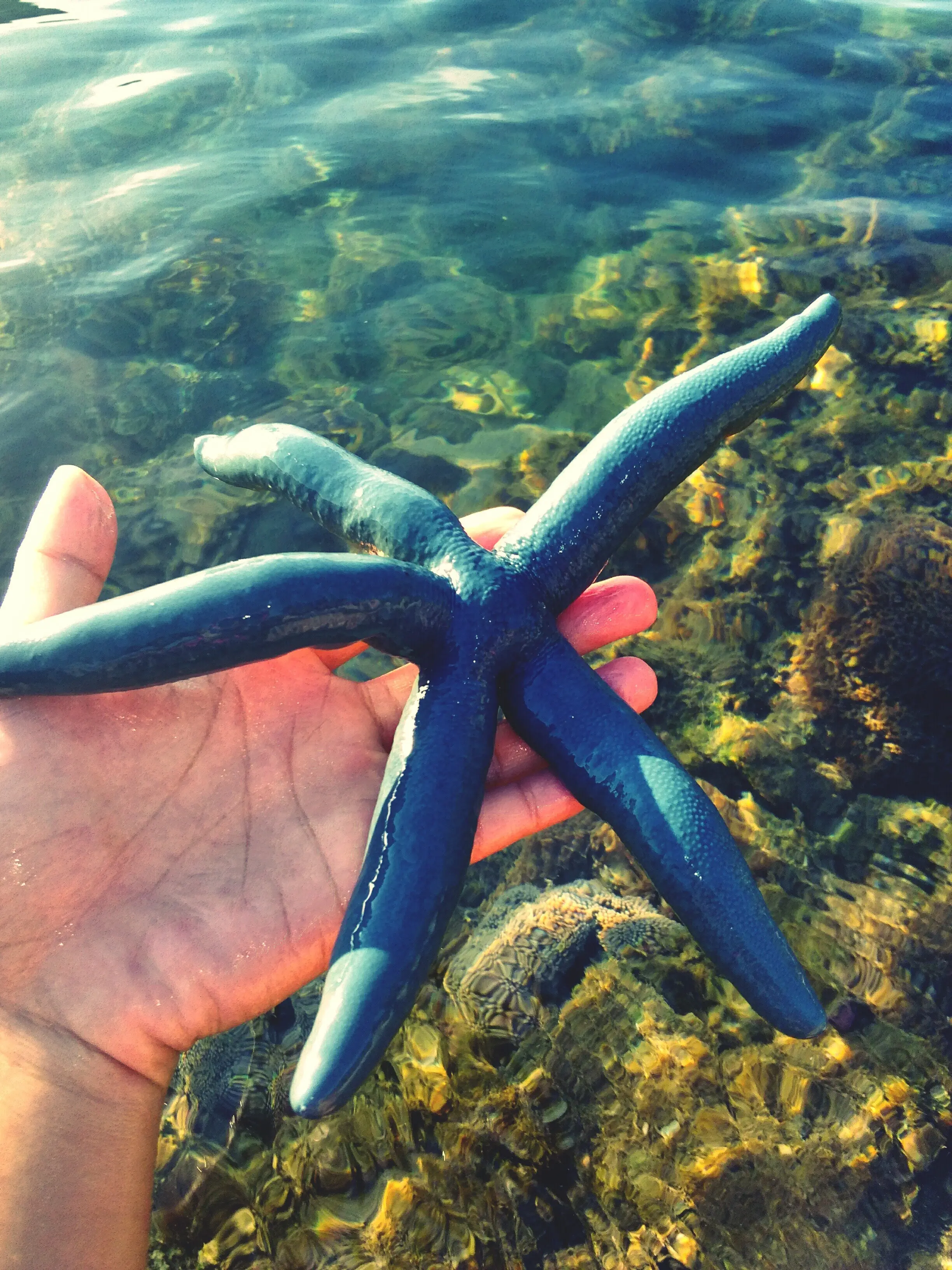 Nahaufnahme einer Hand, die eine Schildkröte im Wasser füttert.